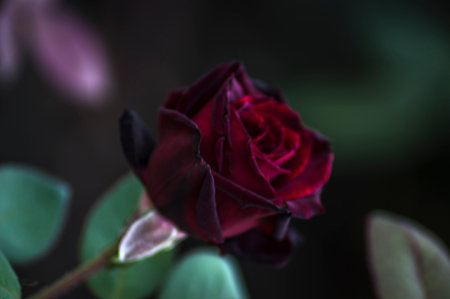 PHOTOGRAPHS OF FLOWERS, ROSES, DAISIES, POPPIES, PLANTS IN NATURE, BEAUTIFUL FLOWERSの写真素材