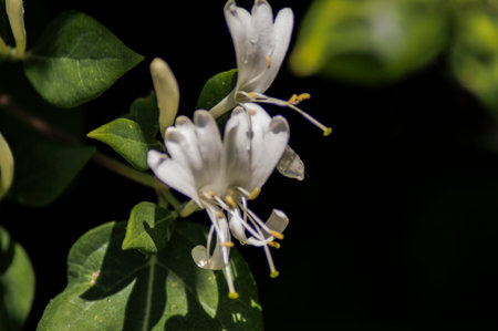 PHOTOGRAPHS OF FLOWERS, ROSES, DAISIES, POPPIES, PLANTS IN NATURE, BEAUTIFUL FLOWERSの写真素材