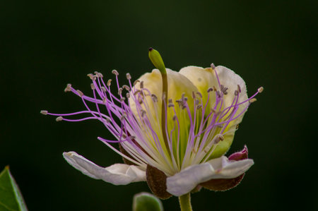 PHOTOGRAPHS OF FLOWERS, ROSES, DAISIES, POPPIES, PLANTS IN NATURE, BEAUTIFUL FLOWERSの写真素材