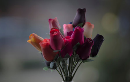 PHOTOGRAPHS OF FLOWERS, ROSES, DAISIES, POPPIES, PLANTS IN NATURE, BEAUTIFUL FLOWERSの写真素材