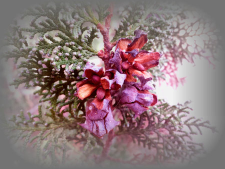 PHOTOGRAPHS OF FLOWERS, ROSES, DAISIES, POPPIES, PLANTS IN NATURE, BEAUTIFUL FLOWERSの写真素材