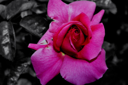 PHOTOGRAPHS OF FLOWERS, ROSES, DAISIES, POPPIES, PLANTS IN NATURE, BEAUTIFUL FLOWERSの写真素材