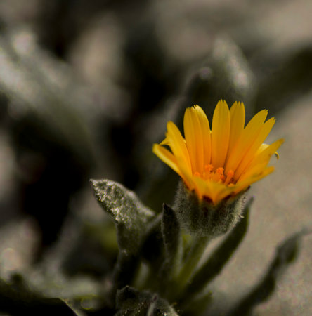 PHOTOGRAPHS OF FLOWERS, ROSES, DAISIES, POPPIES, PLANTS IN NATURE, BEAUTIFUL FLOWERS
