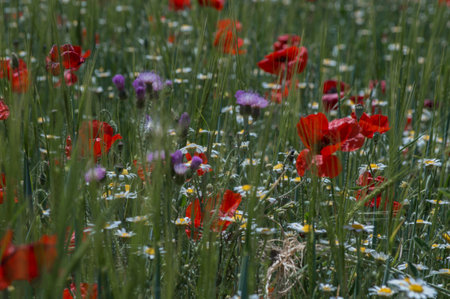 PHOTOGRAPHS OF FLOWERS, ROSES, DAISIES, POPPIES, PLANTS IN NATURE, BEAUTIFUL FLOWERSの写真素材