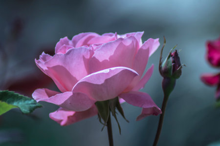 PHOTOGRAPHS OF FLOWERS, ROSES, DAISIES, POPPIES, PLANTS IN NATURE, BEAUTIFUL FLOWERSの写真素材