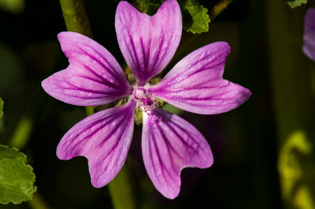 PHOTOGRAPHS OF FLOWERS, ROSES, DAISIES, POPPIES, PLANTS IN NATURE, BEAUTIFUL FLOWERS