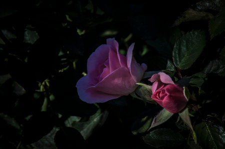 PHOTOGRAPHS OF FLOWERS, ROSES, DAISIES, POPPIES, PLANTS IN NATURE, BEAUTIFUL FLOWERSの写真素材