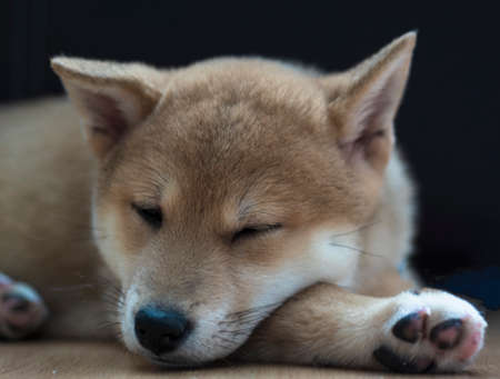 Shiba inu dog puppy portrait playing distracted from photo cameraの写真素材