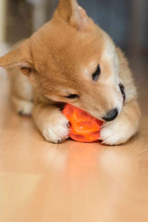 Shiba inu dog puppy portrait playing distracted from photo cameraの写真素材