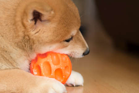 Shiba inu dog puppy portrait playing distracted from photo cameraの写真素材
