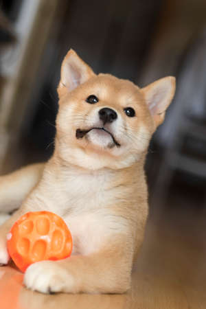 Shiba inu dog puppy portrait playing distracted from photo cameraの写真素材