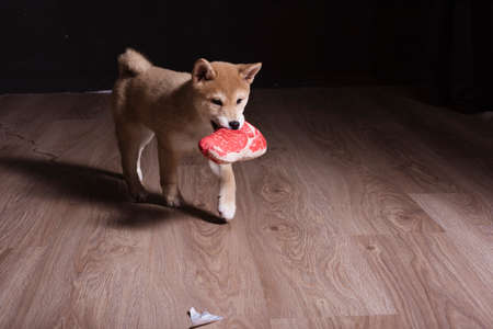 Shiba inu dog puppy portrait playing distracted from photo cameraの写真素材