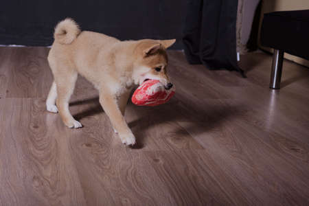 Shiba inu dog puppy portrait playing distracted from photo cameraの写真素材