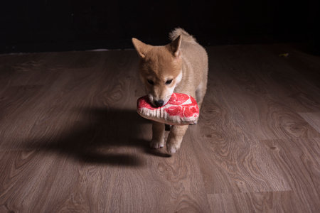 Shiba inu dog puppy portrait playing distracted from photo cameraの写真素材