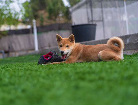 puppy japanese breed shiba inu, playing with a slipperの写真素材