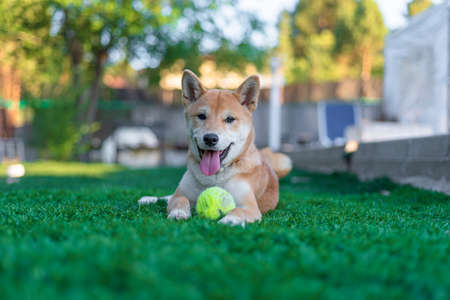 shiba inu puppy dog playing happily in the garden with a tennis ball, distracted from the cameraの写真素材