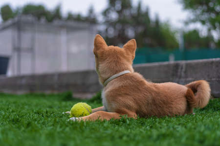 shiba inu puppy dog playing happily in the garden with a tennis ball, distracted from the cameraの写真素材