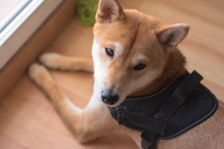 dog puppy of the japanese shiba inu breed happy looking at the camera pets and animalsの写真素材