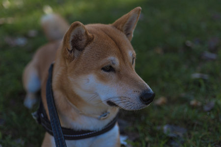 dog puppy of japanese shiba inu breed happy looking and watching in the distance pets and animalsの写真素材