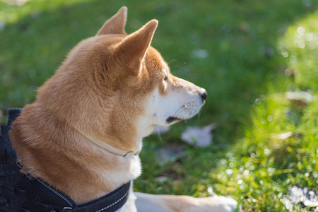 dog puppy of japanese shiba inu breed happy looking and watching in the distance pets and animalsの写真素材