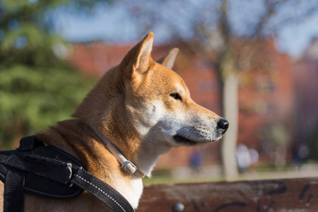 dog puppy of japanese shiba inu breed happy looking and watching in the distance pets and animalsの写真素材