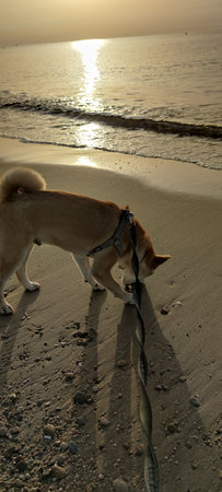 dog puppy on the sand on the beach at dawn of the day with the sea water in the backgroundの写真素材