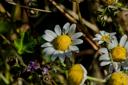 image of wild daisy with open petalsの写真素材
