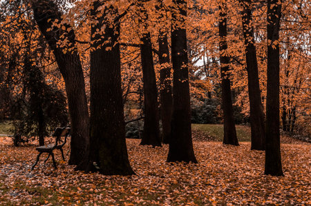 image of a lonely bench in the autumn with fallen orange leaves in the capricho park of the city of...