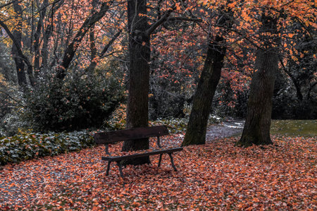image of a lonely bench in the autumn with fallen orange leaves in the capricho park of the city of madrid photography of urban natureの写真素材
