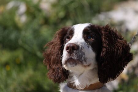 one eyed dogの写真素材