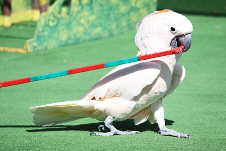 a white parrot performing on stage in front of an audience pullin a cart in it's beakの写真素材
