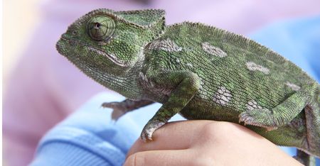 chameleon on a child's hand with shallow depth of fieldの写真素材