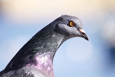 portrait of a pigeon isolated on a blue backgroundの写真素材