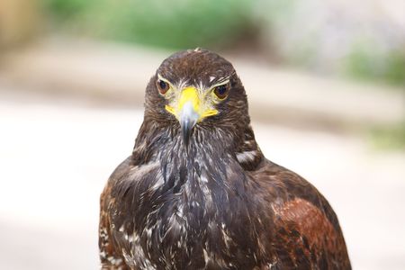 portrait of a beautiful brown falcon bird isolatedの写真素材