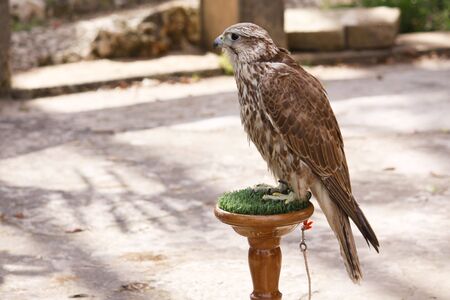 a young falcon bird tied by his claw の写真素材