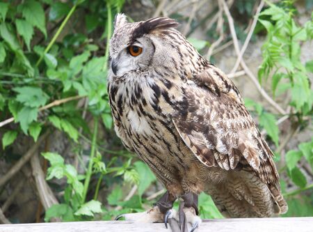 profile portrait of an eagle owl perched on a wooden bench tied by a rope from his clawの写真素材