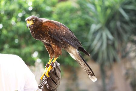 a brown falcon bird of prey perched on a hand covered in thick glovesの写真素材