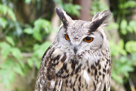 portrait of an eagle owl isolated on a greenish backgroundの写真素材
