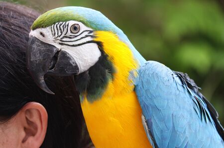 a macaw yellow breasted parrot resting on a human's shoulderの写真素材
