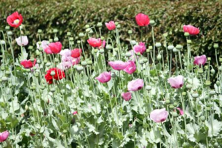 a field of poppy buds and poppy flowersの写真素材