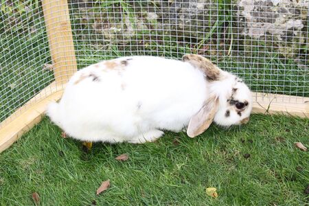 a white fluffy bunny rabbit in a cageの写真素材