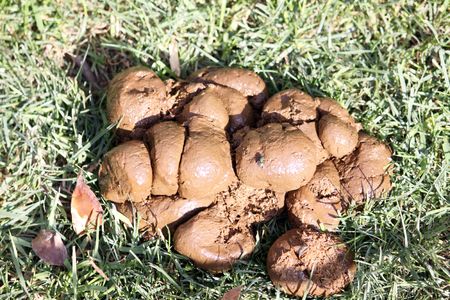 a pile of donkey shit on grassの写真素材