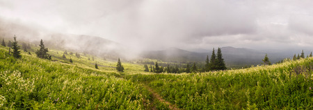 Blooming forest meadow and mountains in the distanceの写真素材