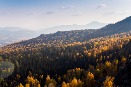 Yellow autumn forest with treetopsの写真素材