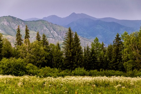 High mountain range with blossoming meadow, Siberia