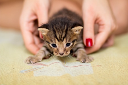 A tiny helpless newborn kitten in the hands of man