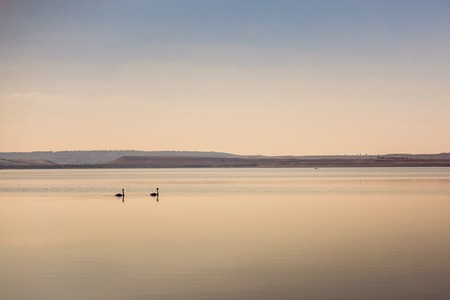 Two swans floating on the smooth water of the lakeの写真素材