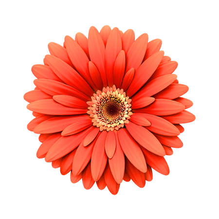 Red Daisy Flower Isolated On White Background 3d Render Royalty Free Images Photos And Pictures