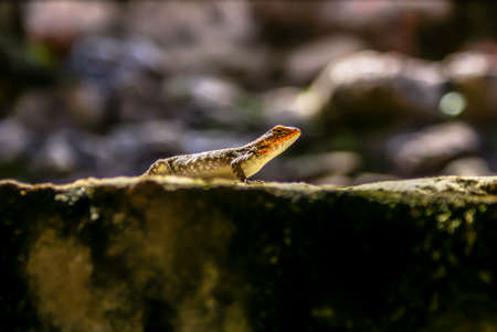 Lizardの写真素材