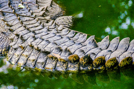Alligatorの写真素材